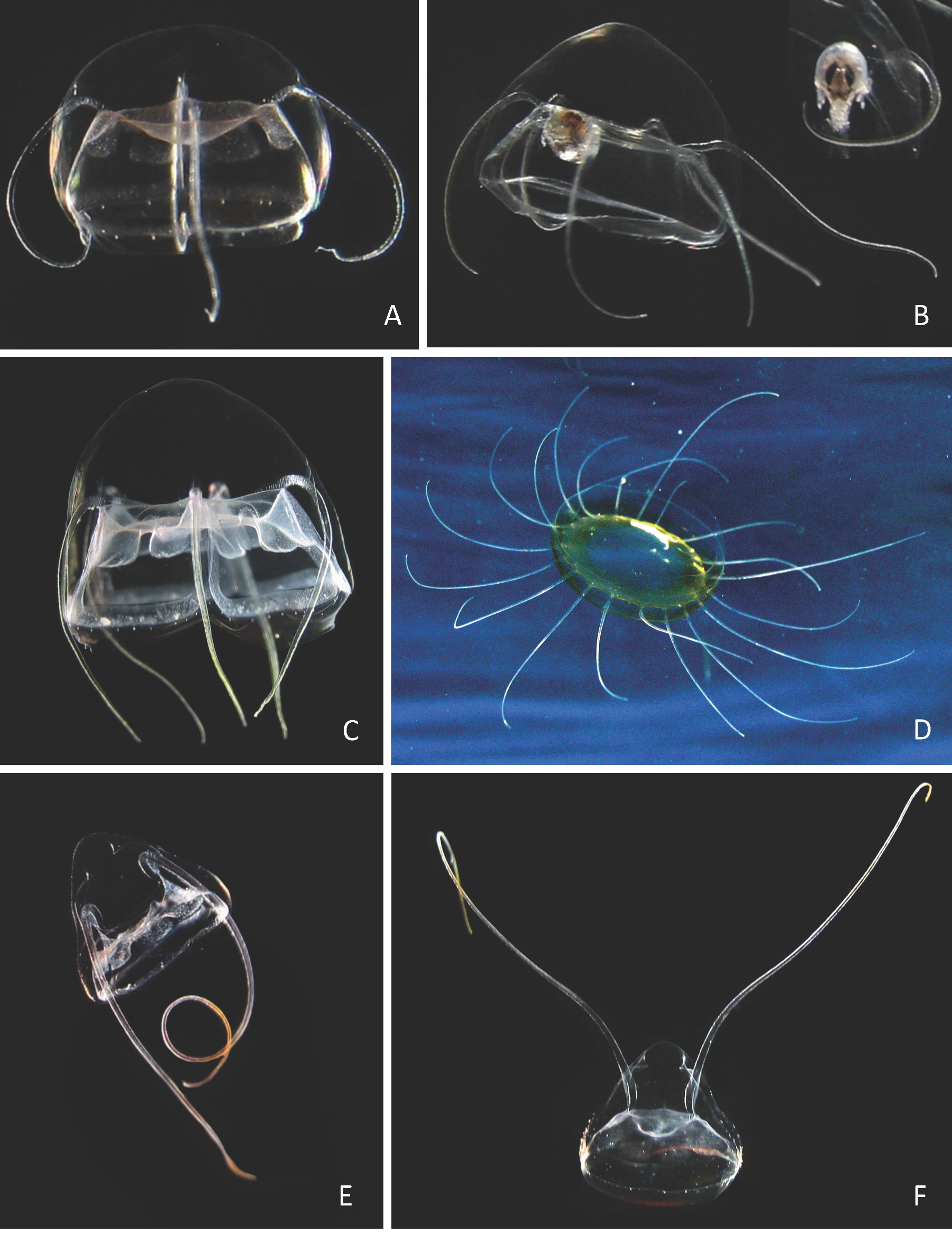 Diversity 17 00694 i005