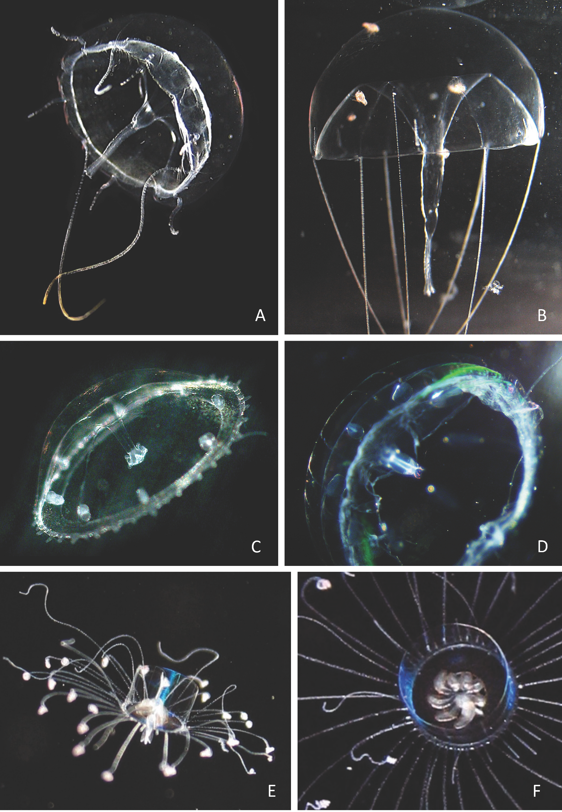 Diversity 17 00694 i006