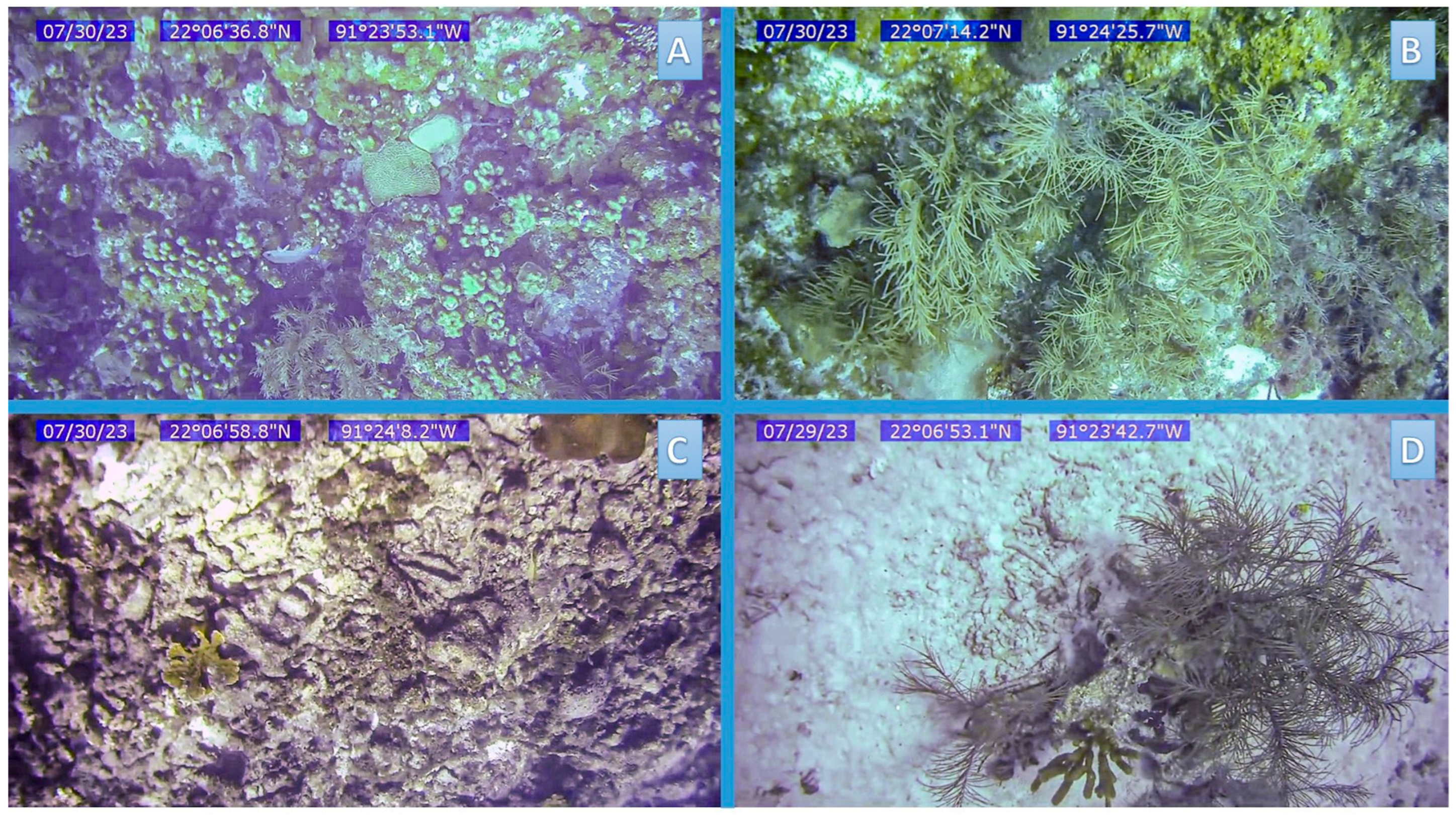 Diversity 17 00708 g002