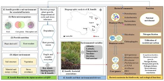 Rhizosphere Bacterial Diversity and Community Structure of Kobresia ...