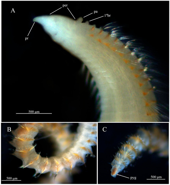 Diversity 17 00724 g001