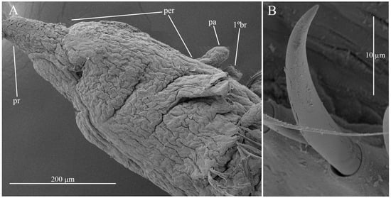 Diversity 17 00724 g002