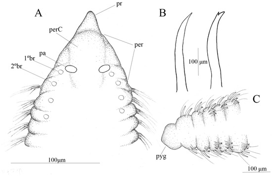 Diversity 17 00724 g004