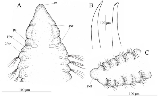 Diversity 17 00724 g005
