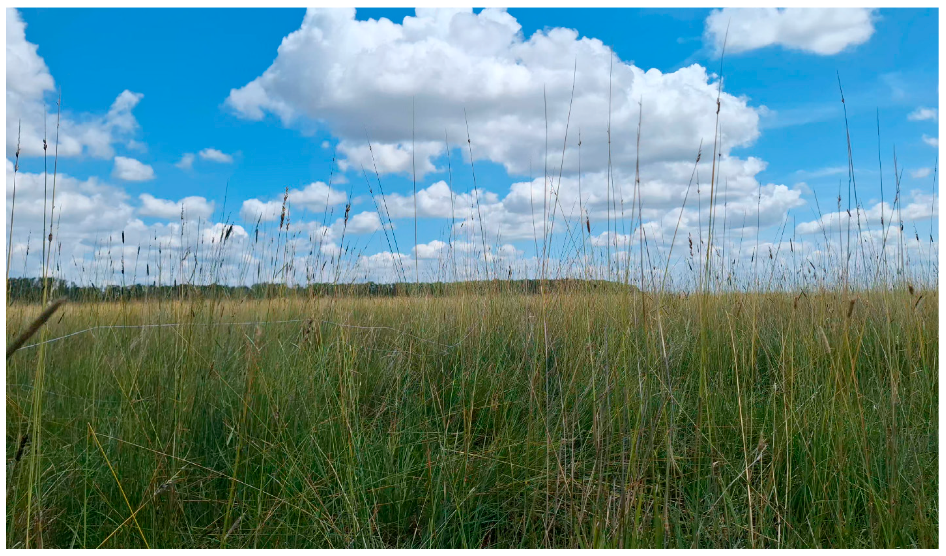 Diversity 17 00741 g003