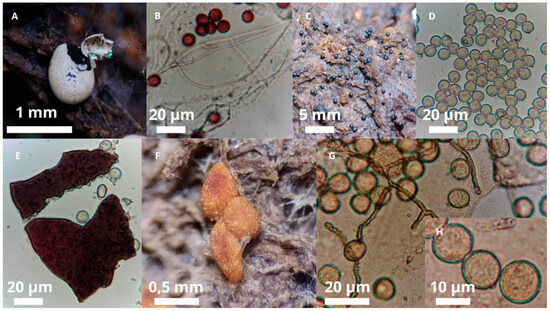 Diversity 17 00745 g006