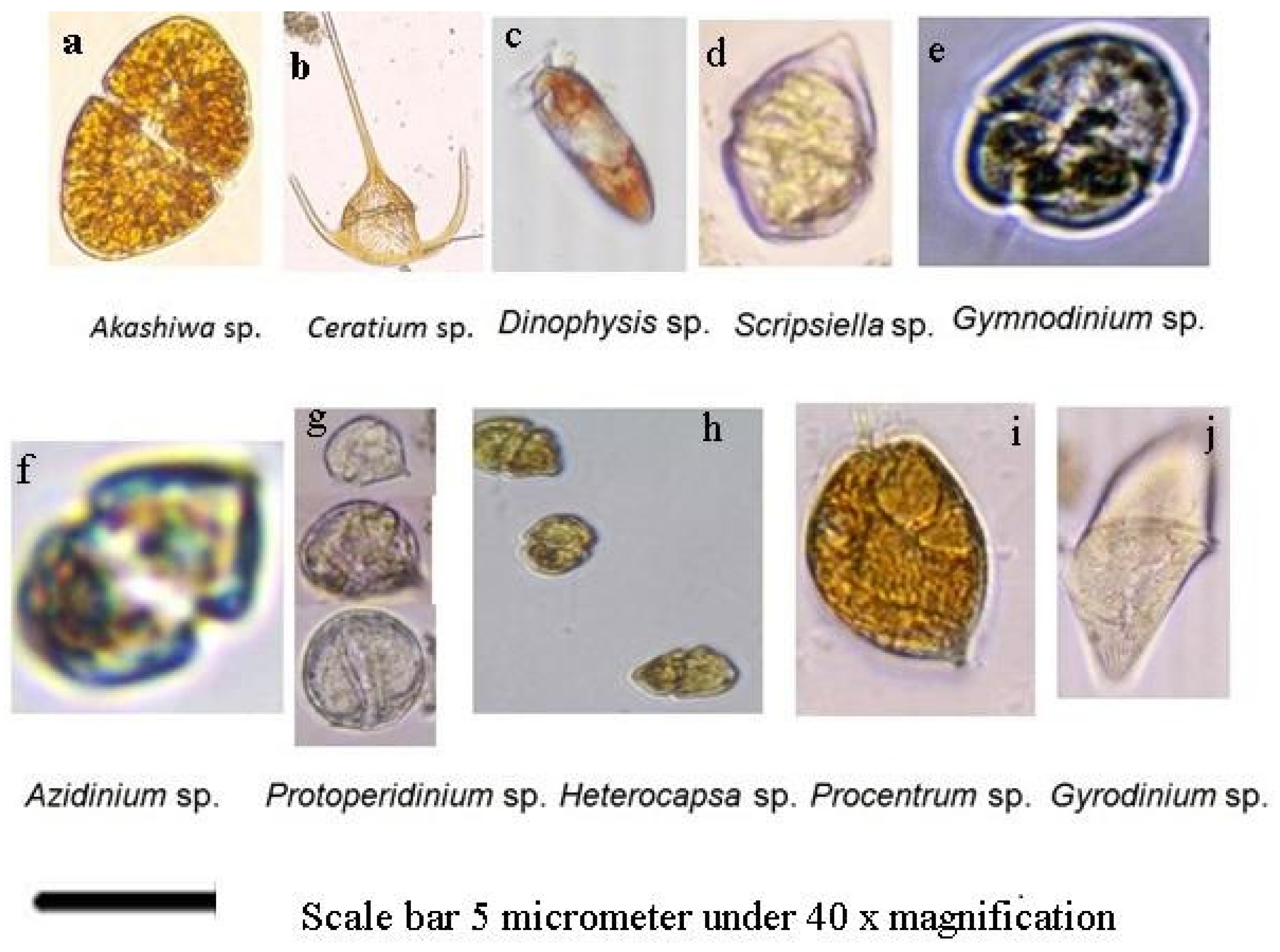 Diversity 17 00772 g001