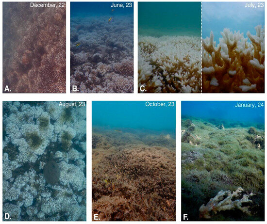 Diversity 17 00791 g0a2