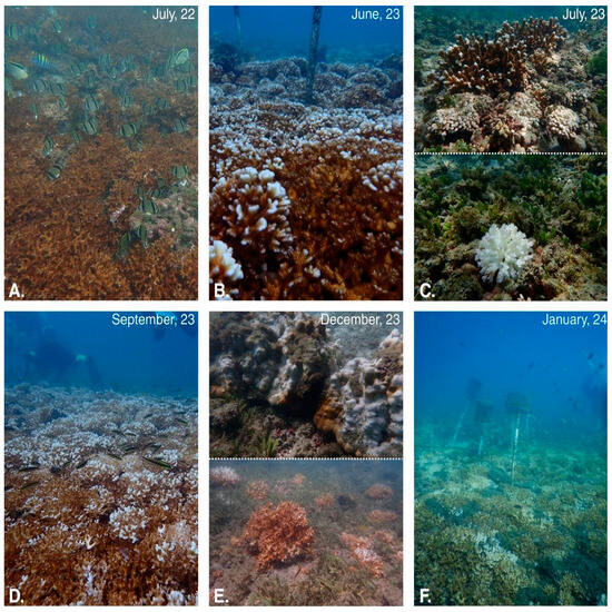 Diversity 17 00791 g0a3