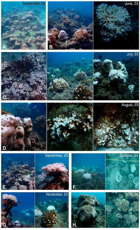 Diversity 17 00791 g0a4