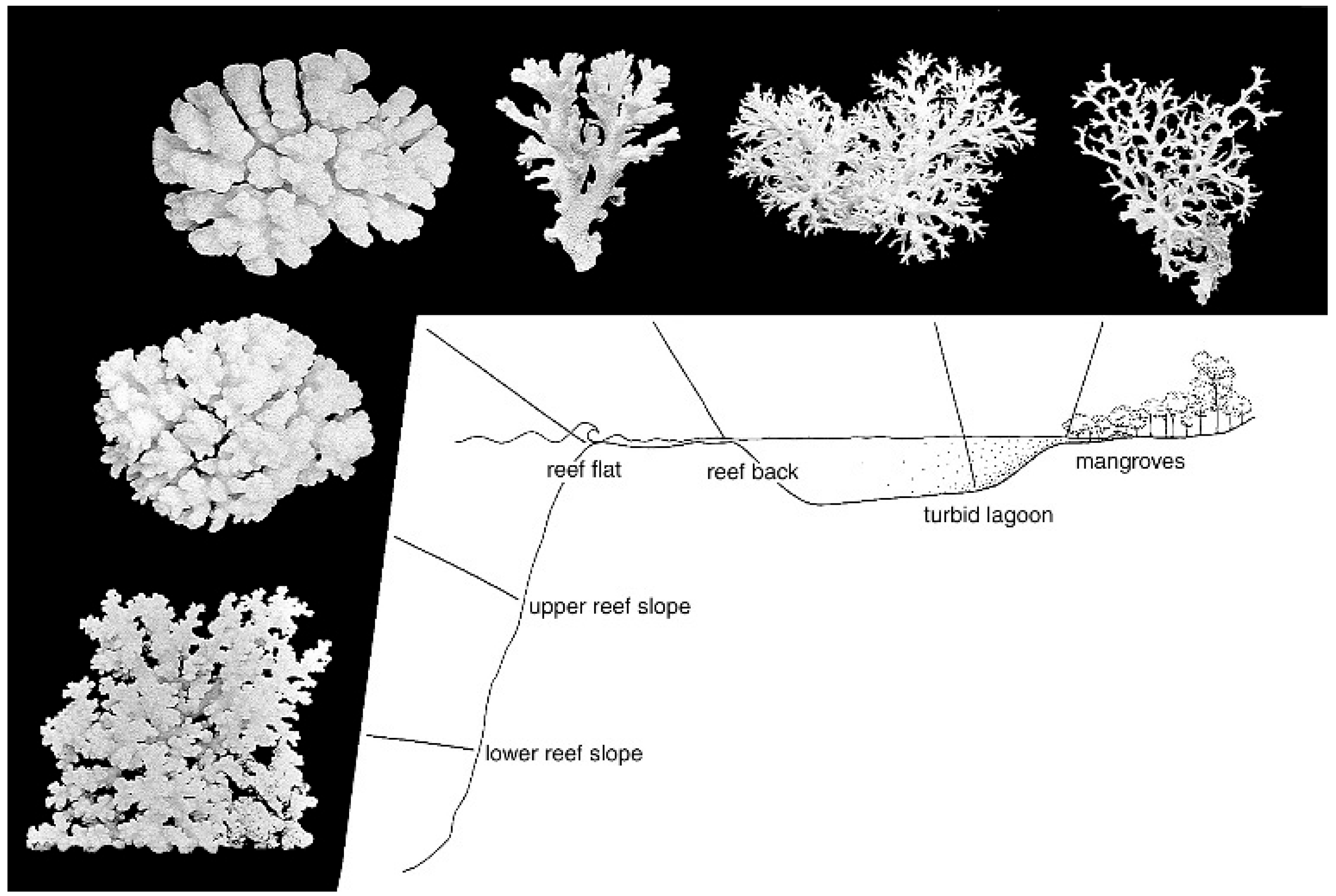 Diversity 17 00823 g004