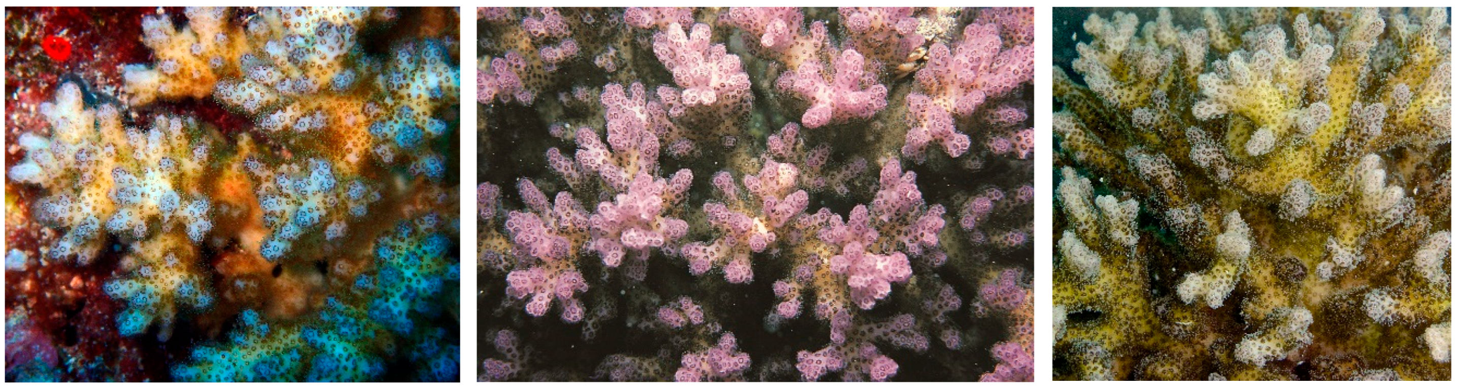 Diversity 17 00823 g006