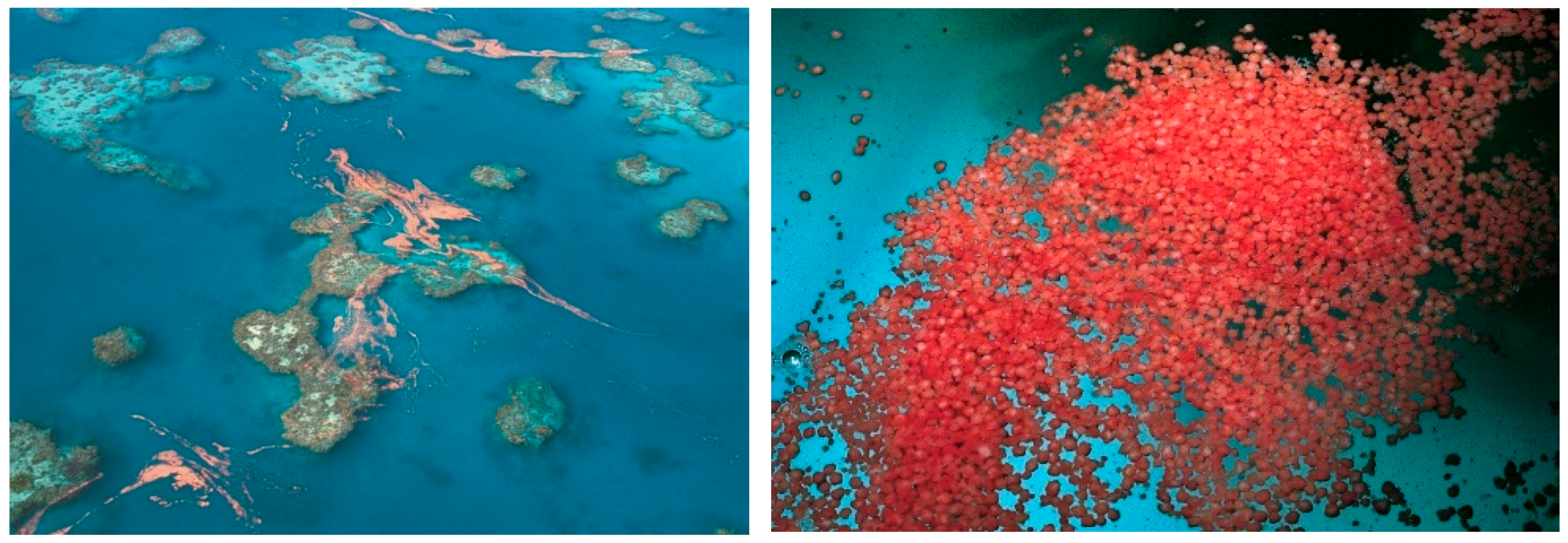 Diversity 17 00823 g007