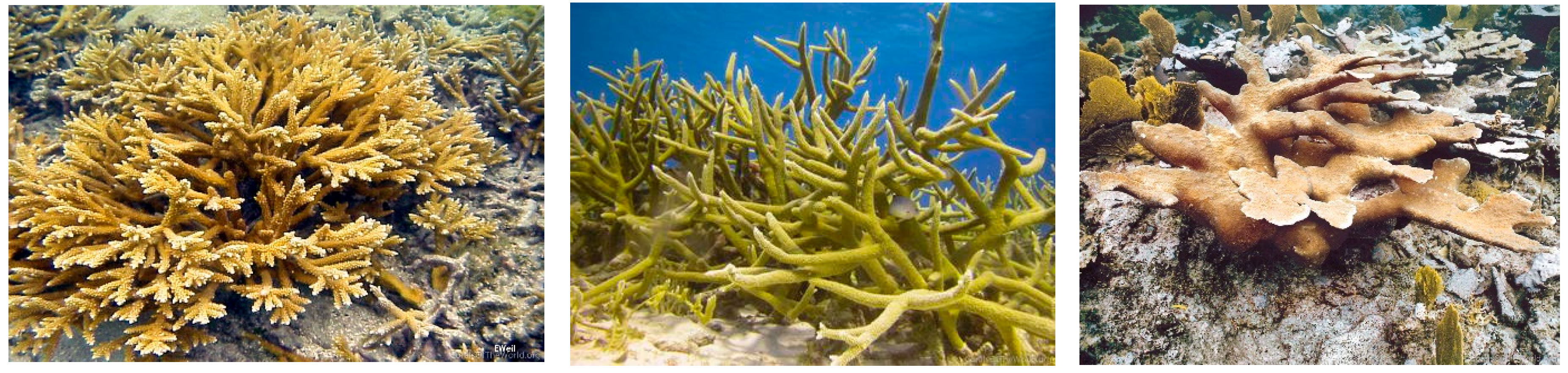 Diversity 17 00823 g008