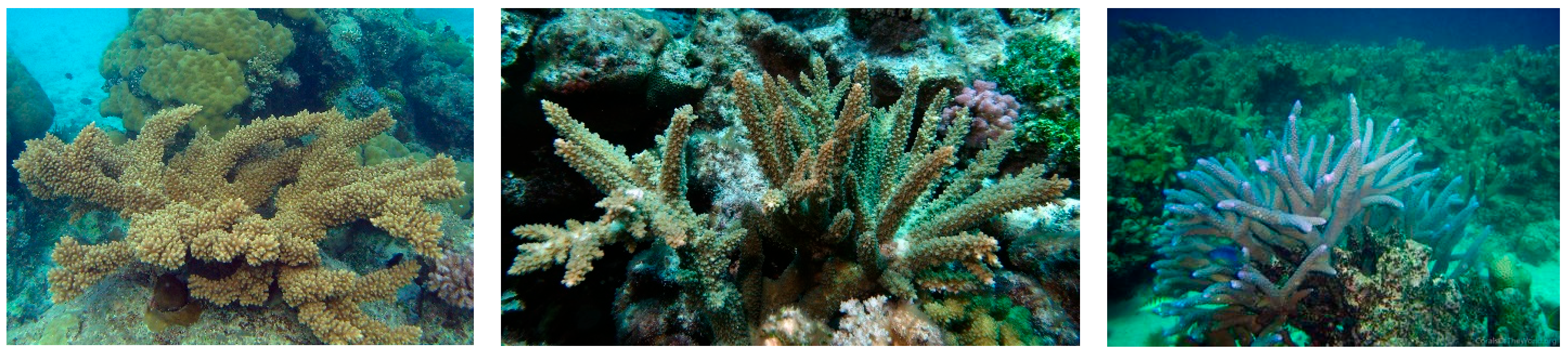 Diversity 17 00823 g009