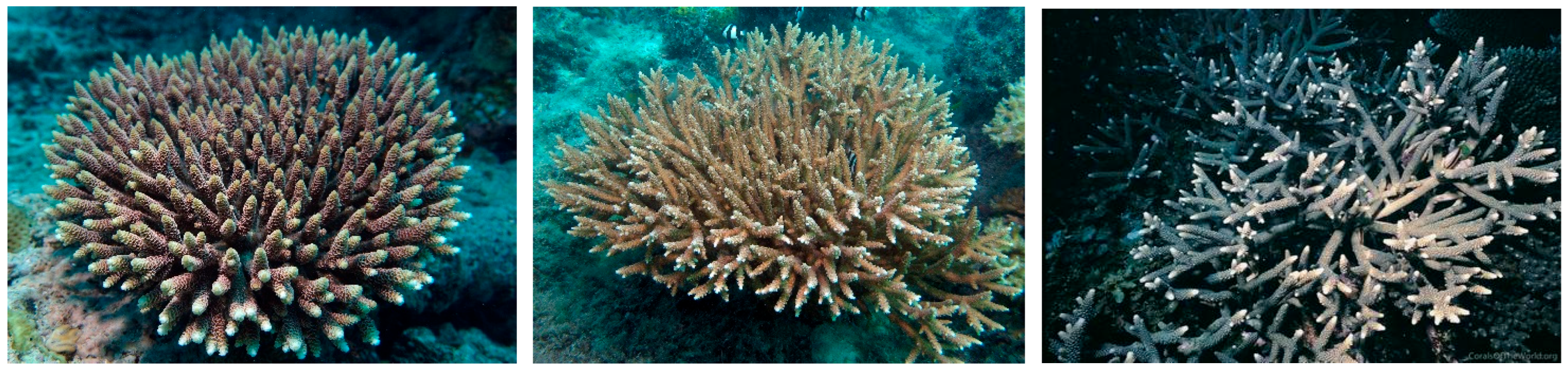 Diversity 17 00823 g010