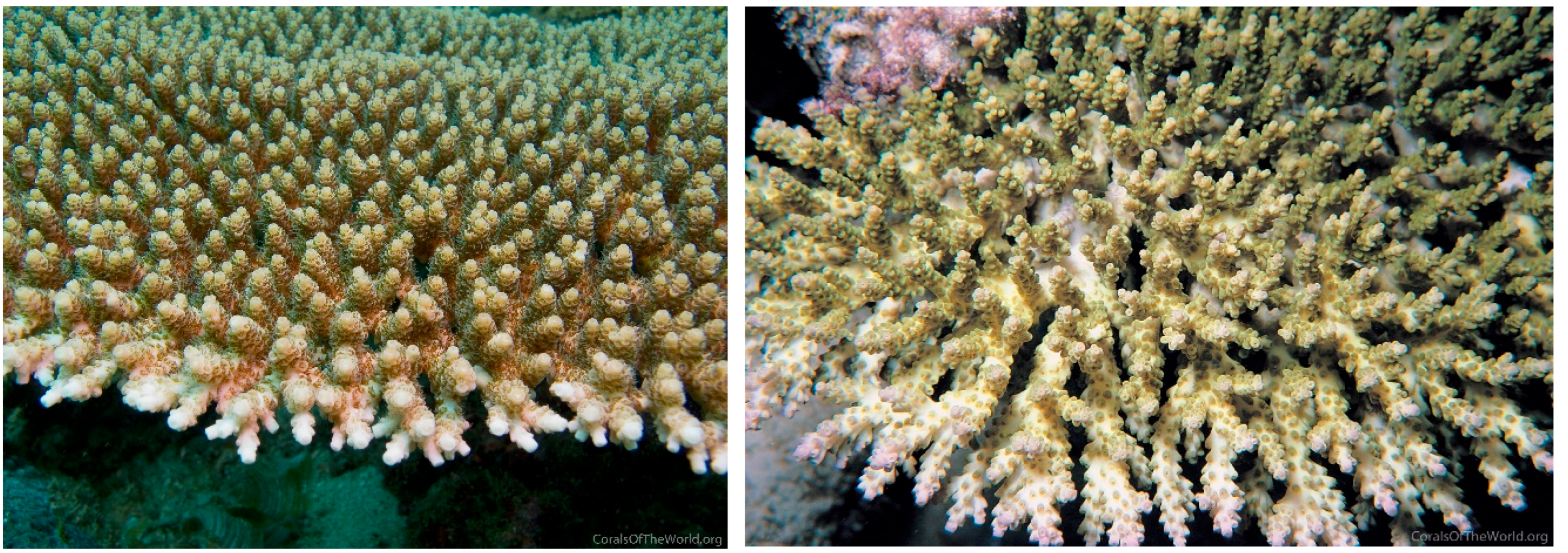 Diversity 17 00823 g011