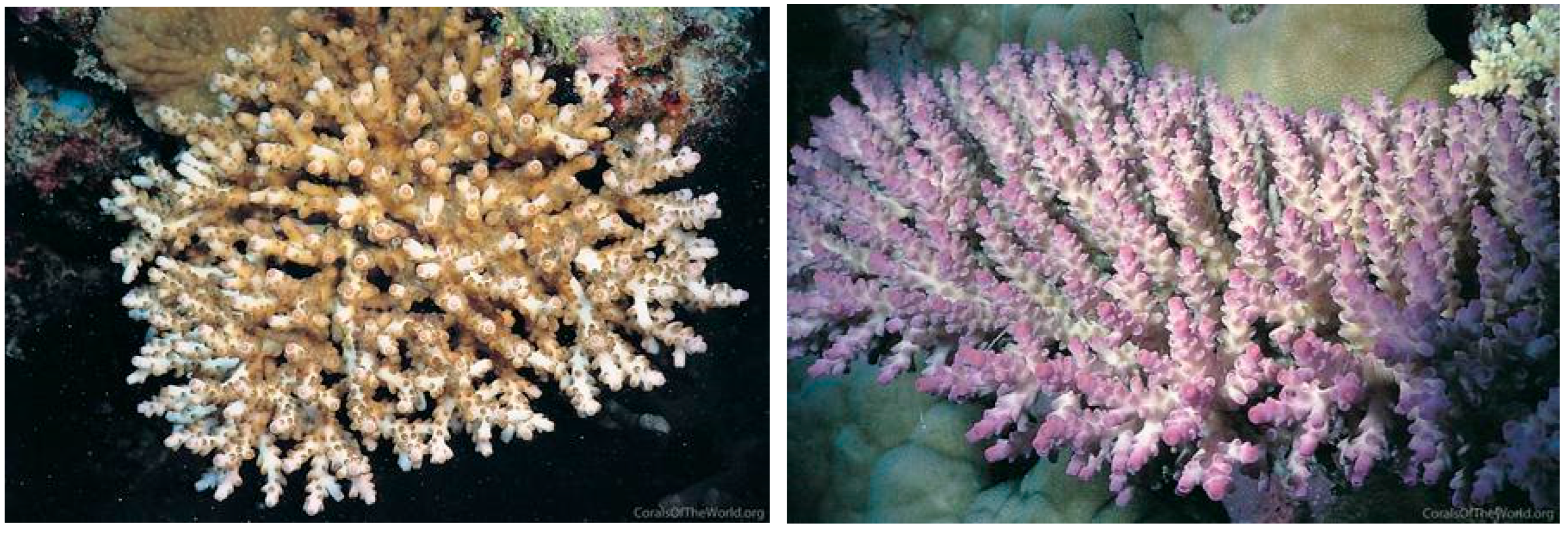 Diversity 17 00823 g012