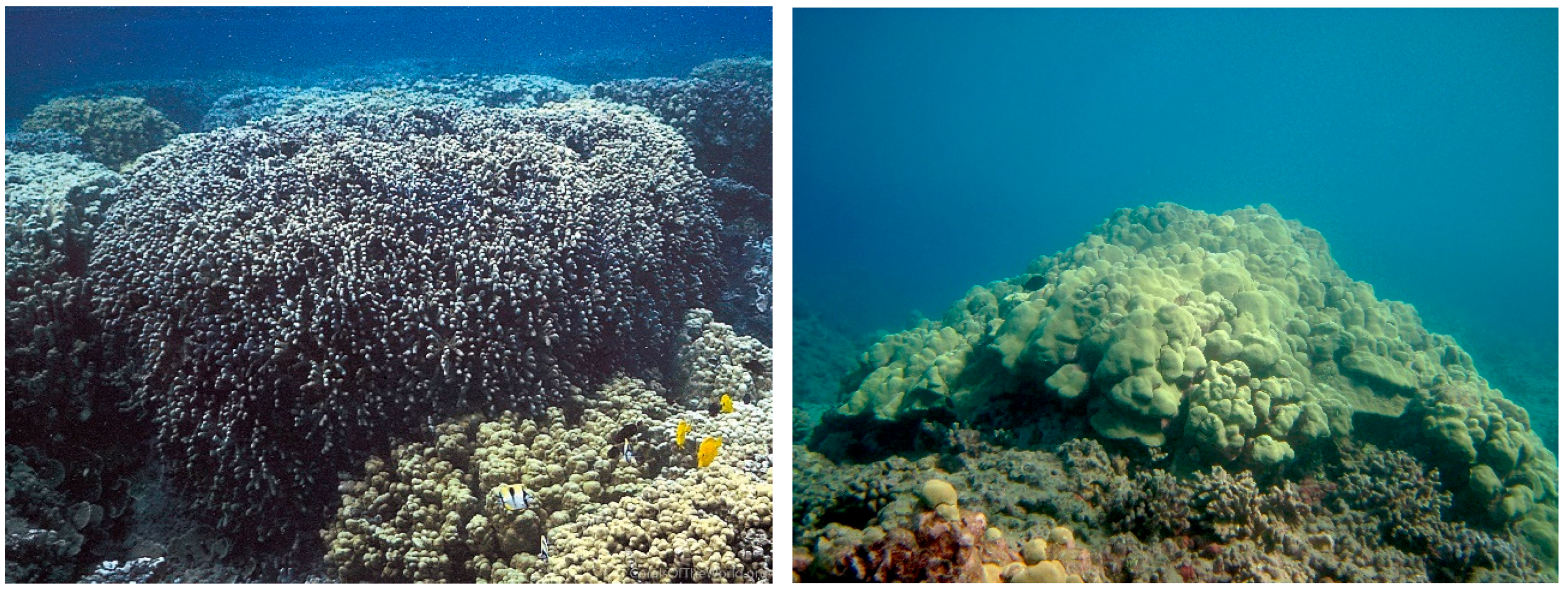 Diversity 17 00823 g013