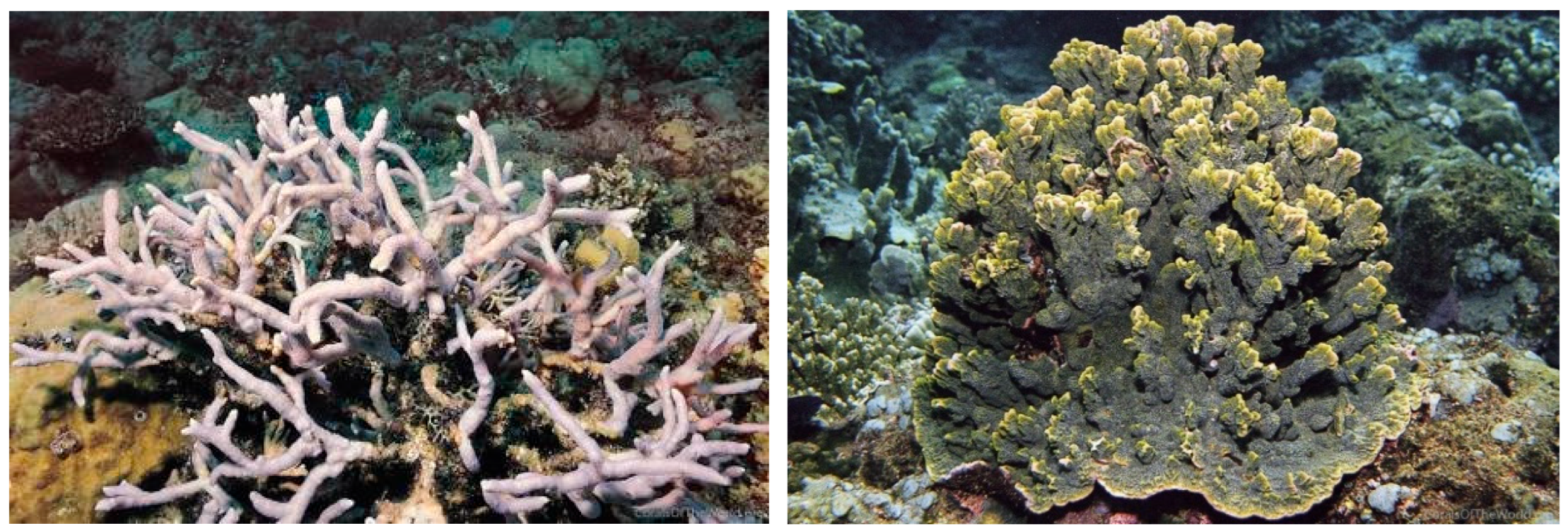 Diversity 17 00823 g014