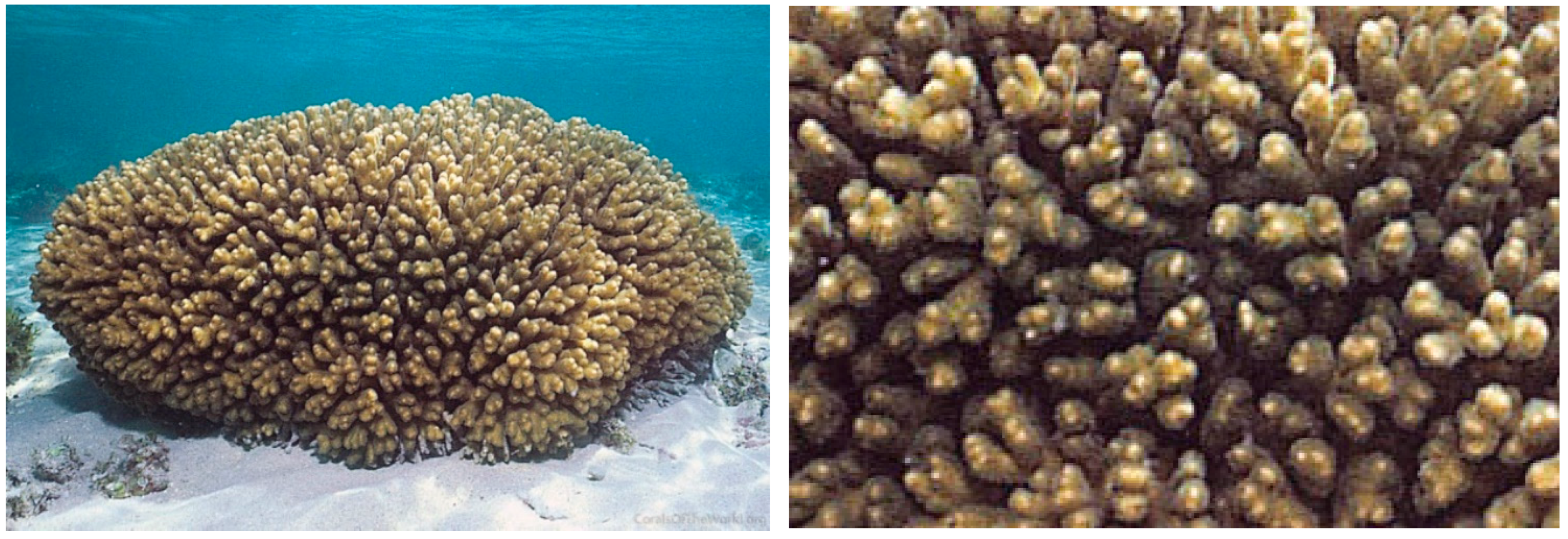 Diversity 17 00823 g015