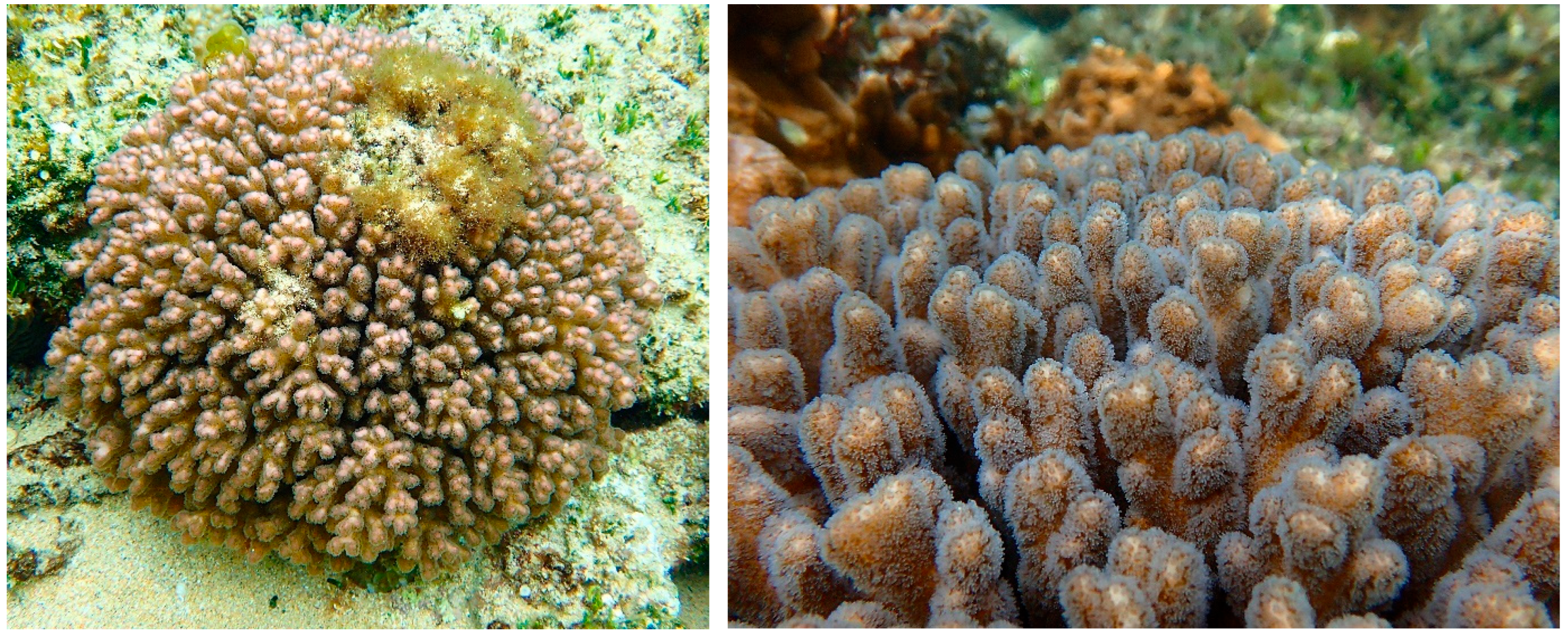 Diversity 17 00823 g016