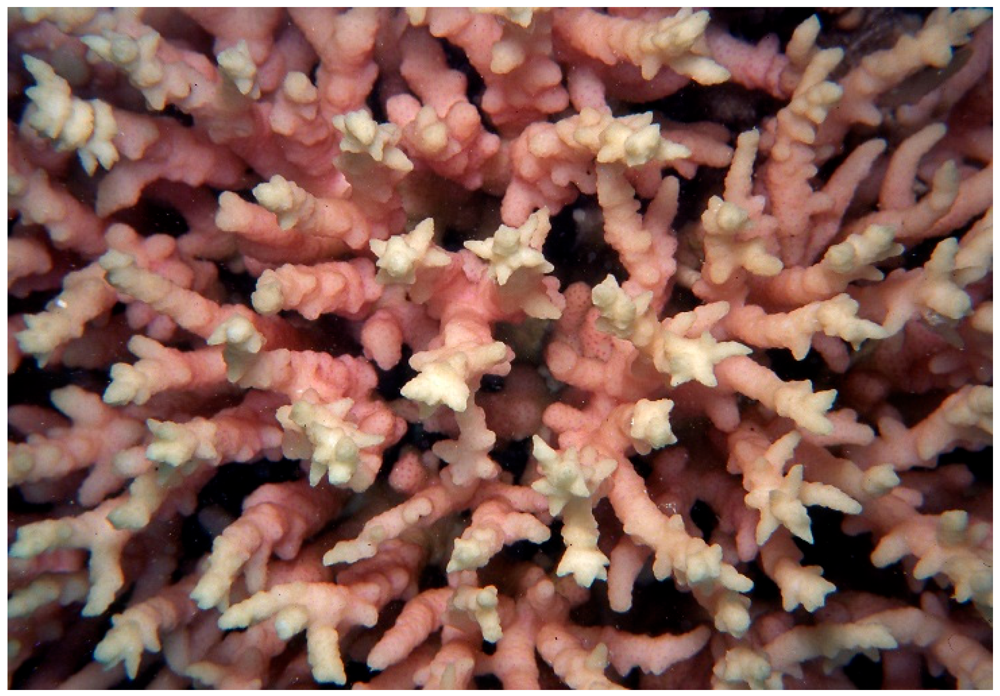 Diversity 17 00823 g017