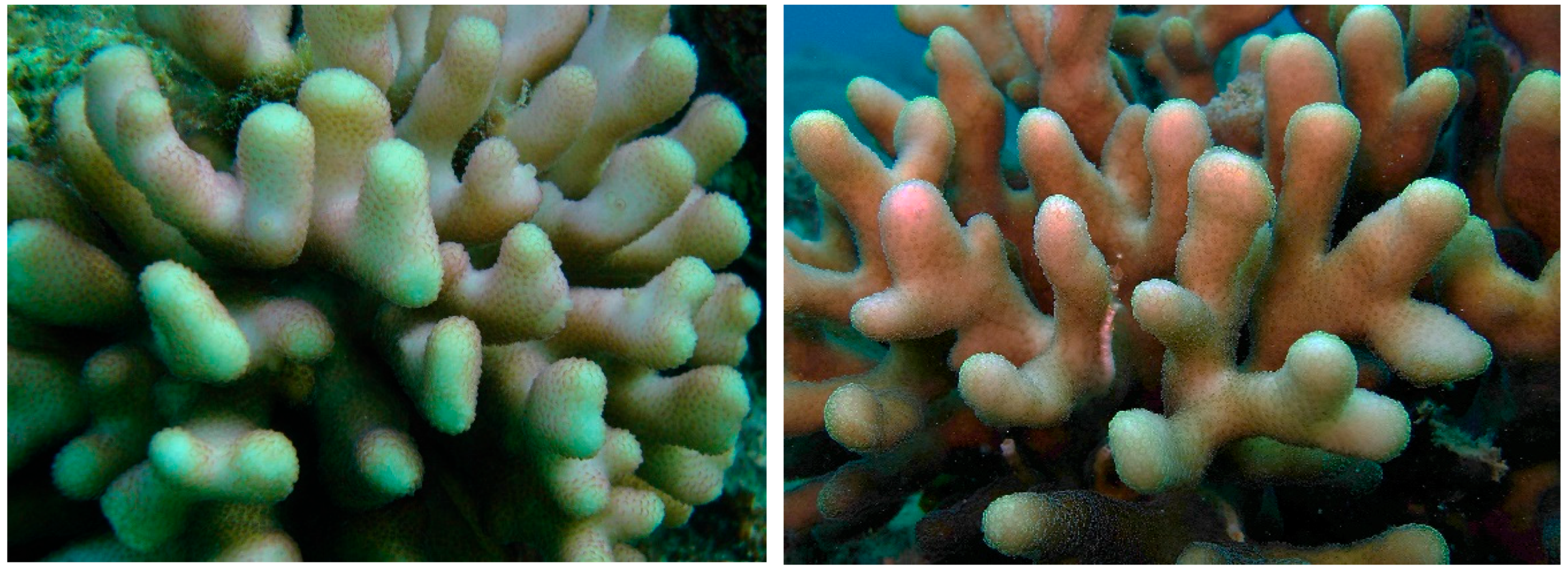 Diversity 17 00823 g018