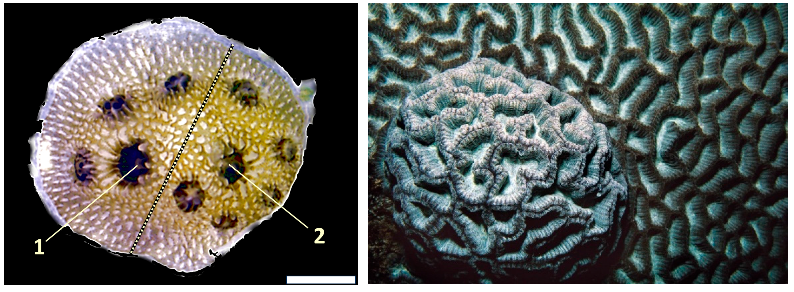 Diversity 17 00823 g019