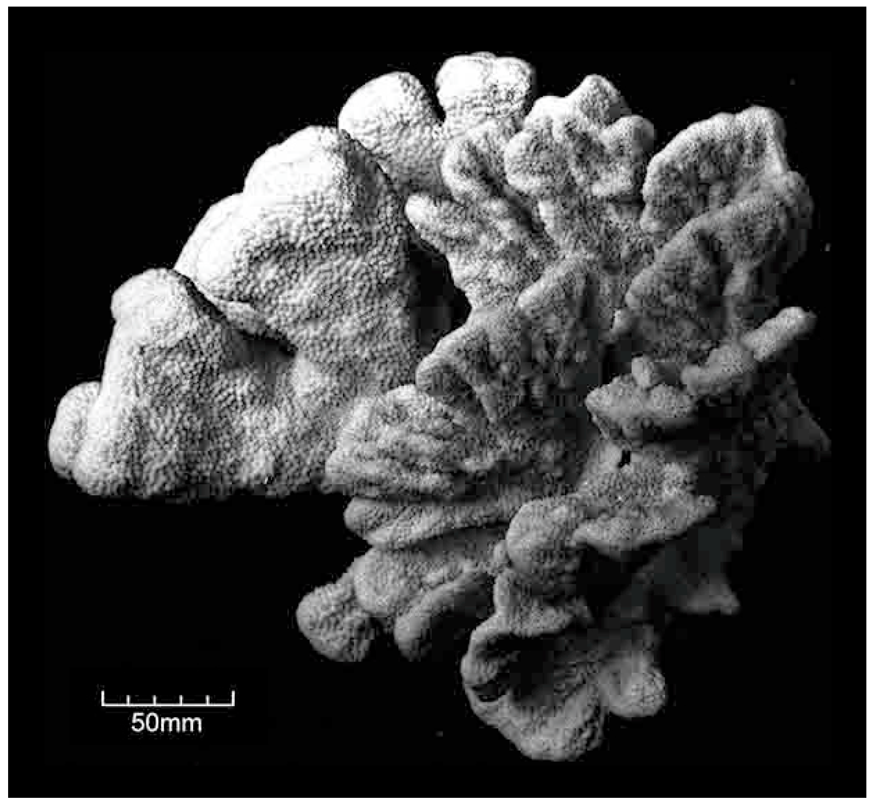 Diversity 17 00823 g021