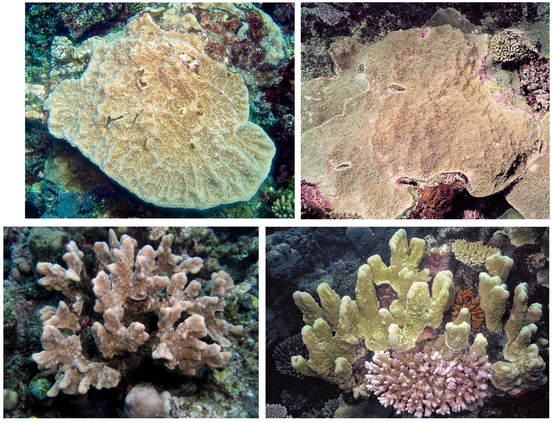 Diversity 17 00823 g022