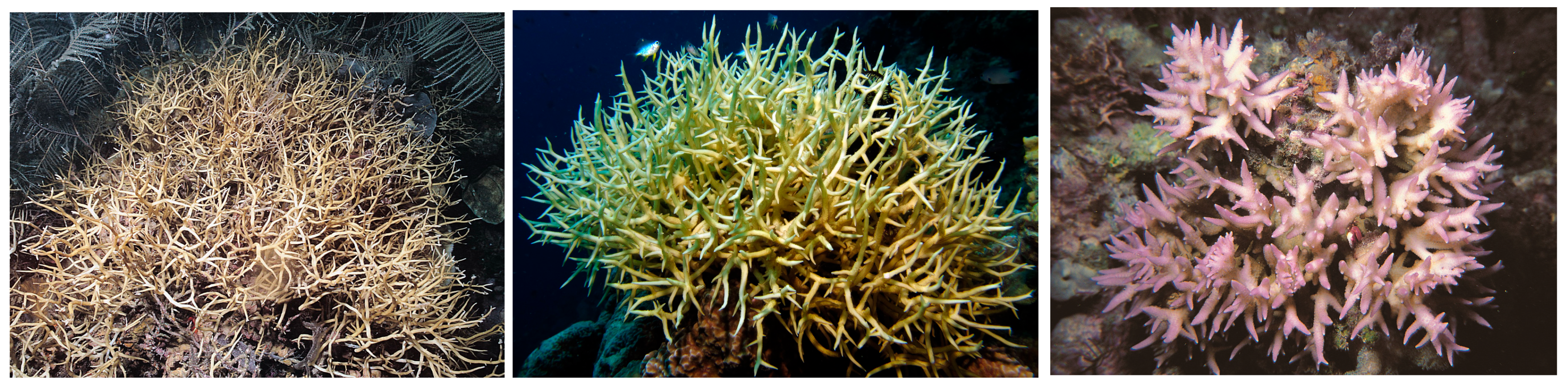 Diversity 17 00823 g023