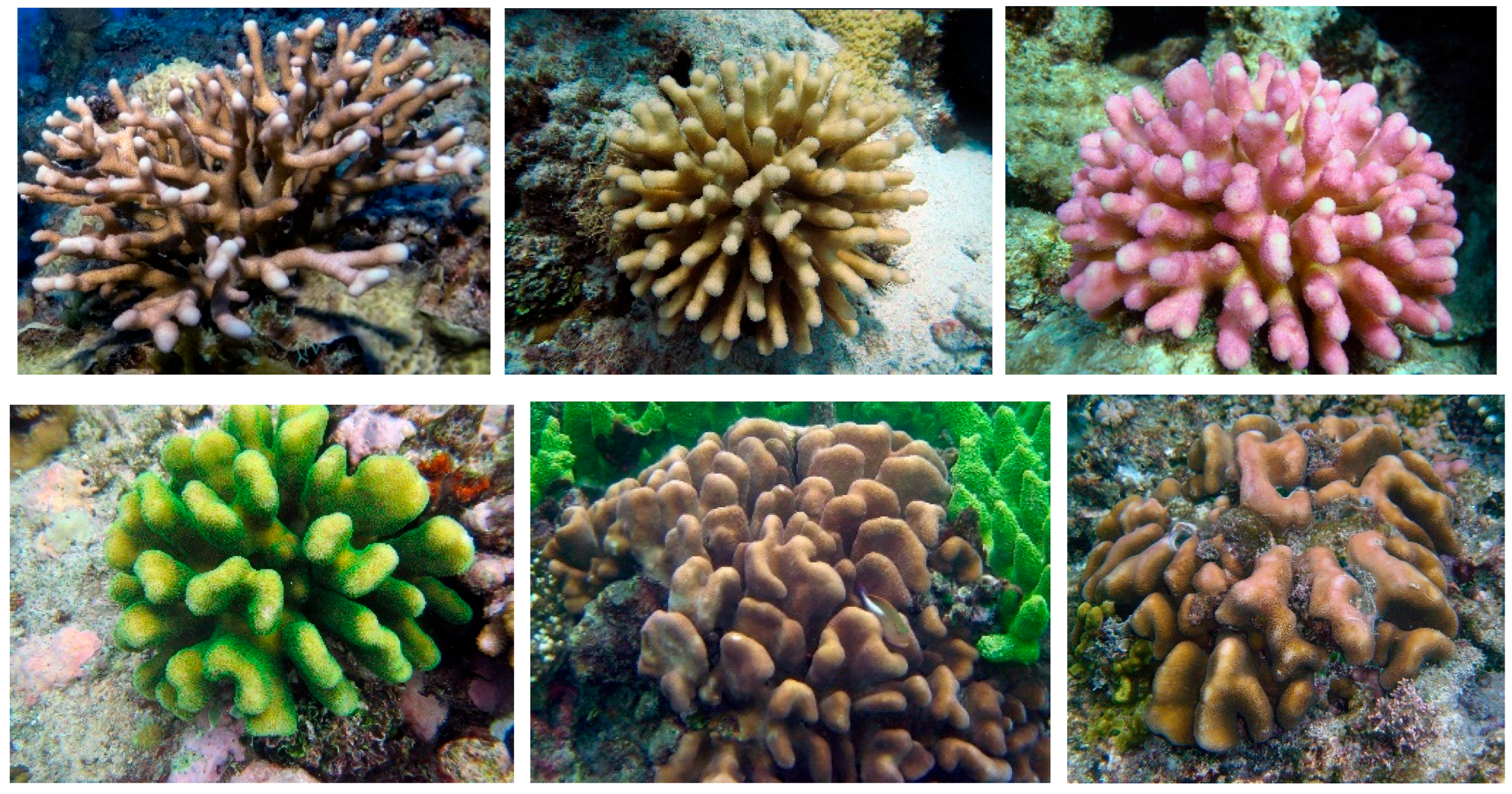 Diversity 17 00823 g024