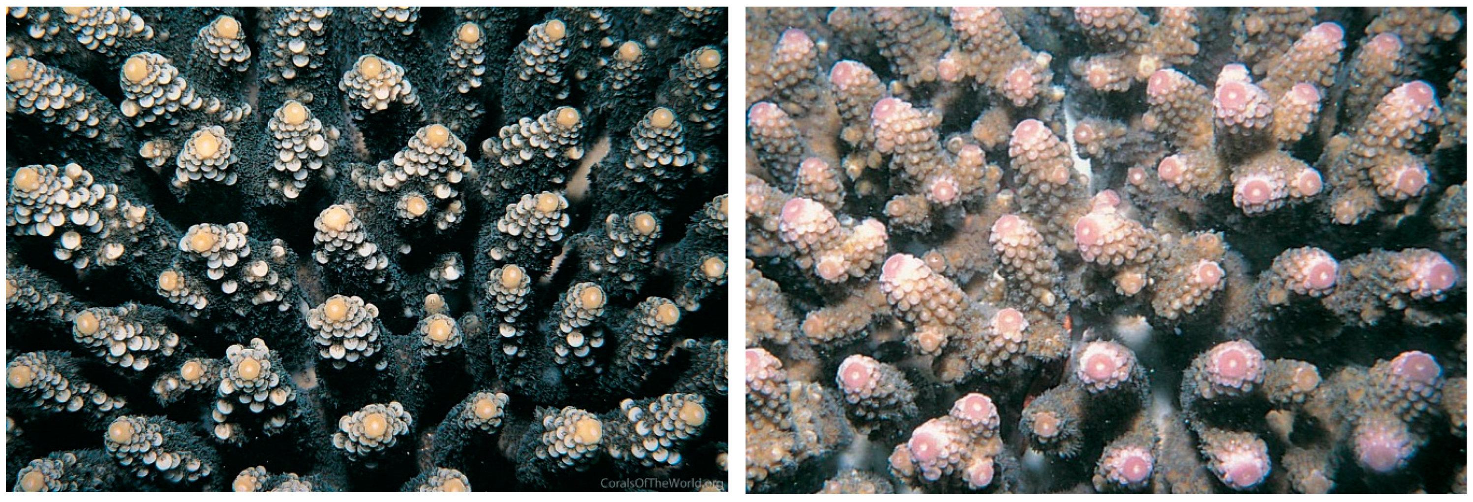 Diversity 17 00823 g026