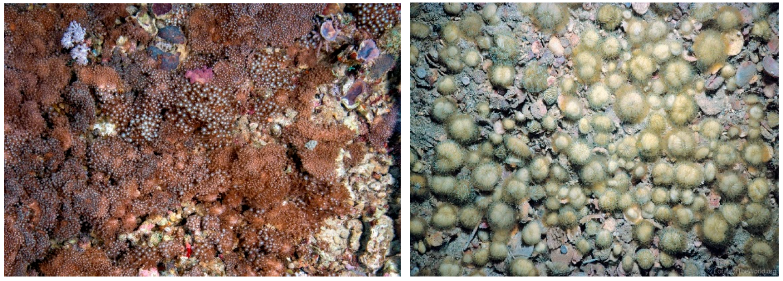 Diversity 17 00823 g027