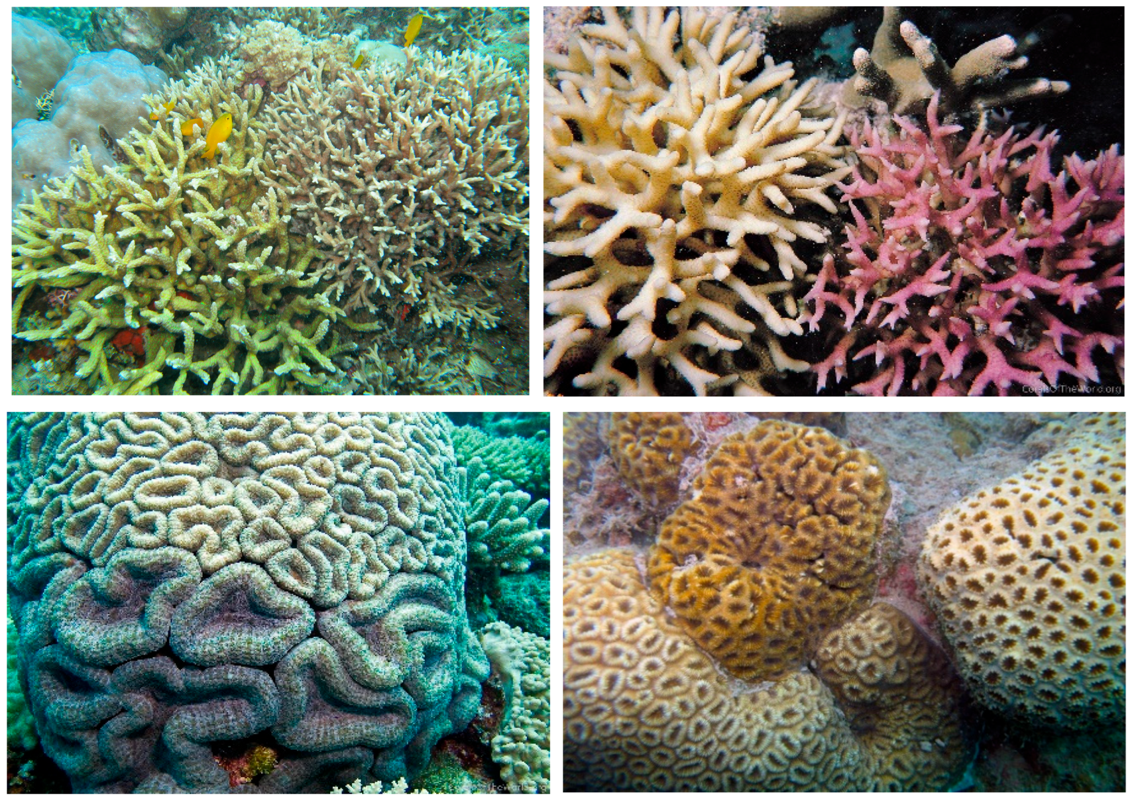 Diversity 17 00823 g028