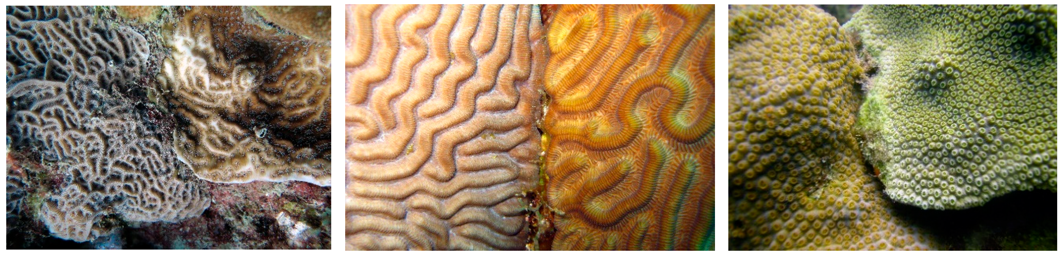 Diversity 17 00823 g029