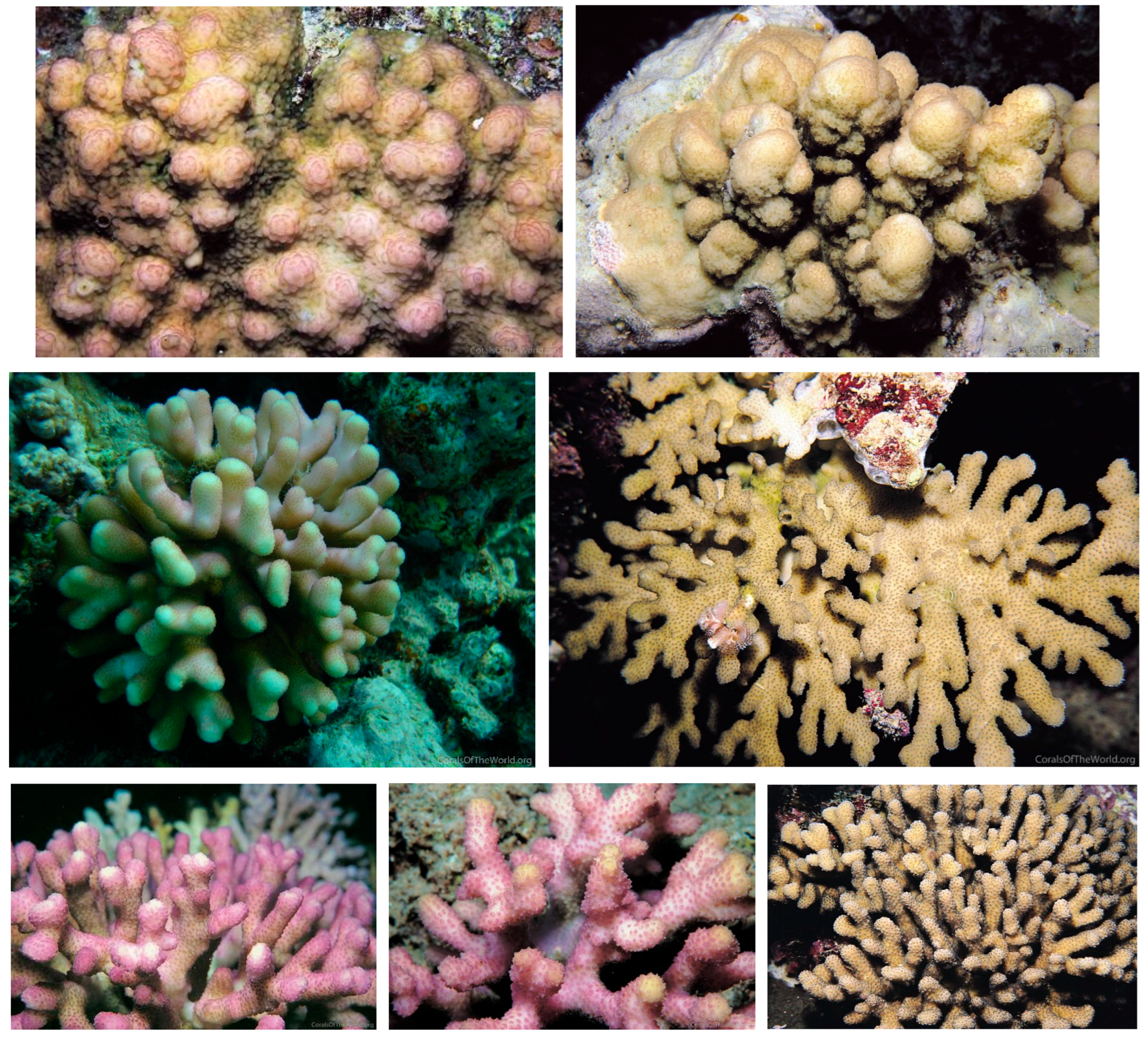 Diversity 17 00823 g030