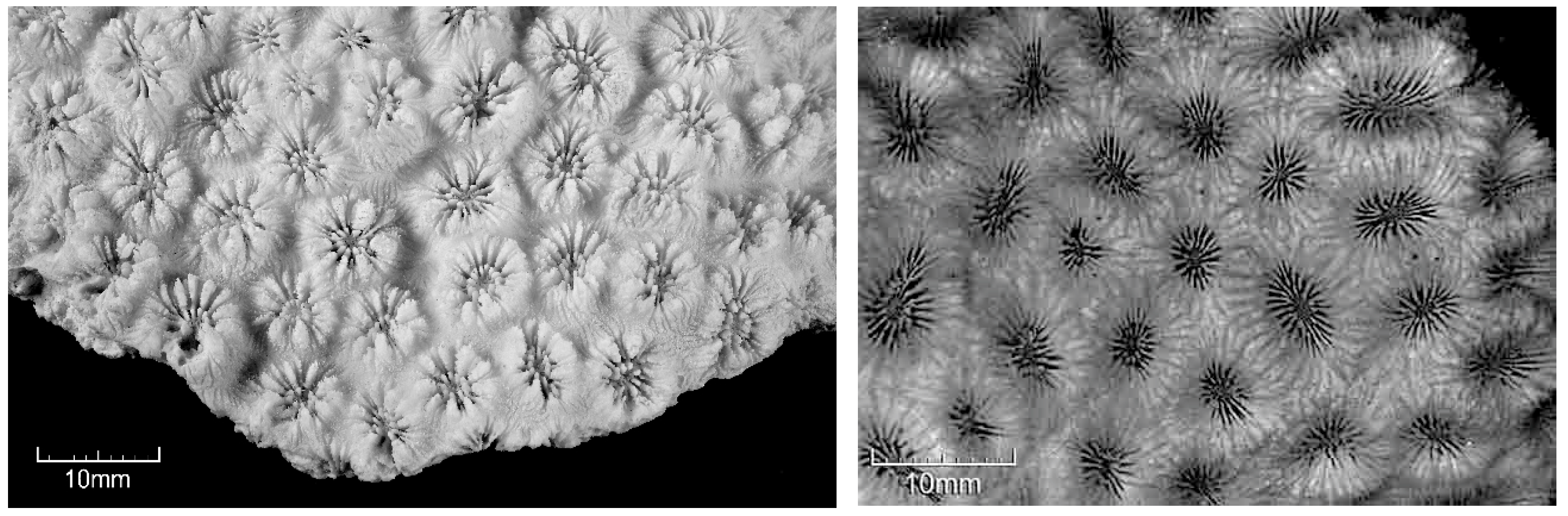 Diversity 17 00823 g031