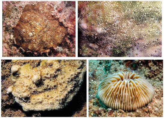 Diversity 17 00823 g032