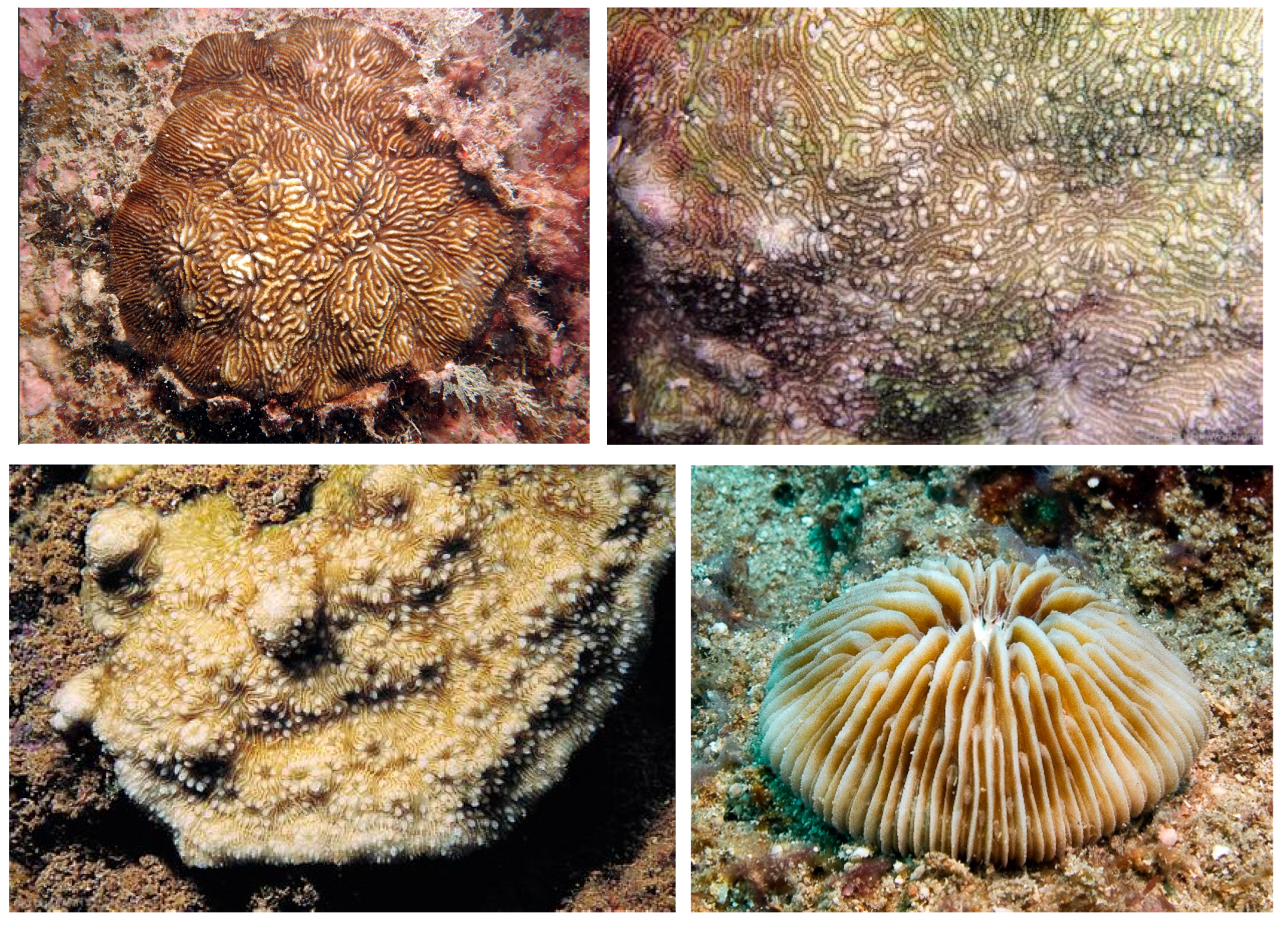 Diversity 17 00823 g032