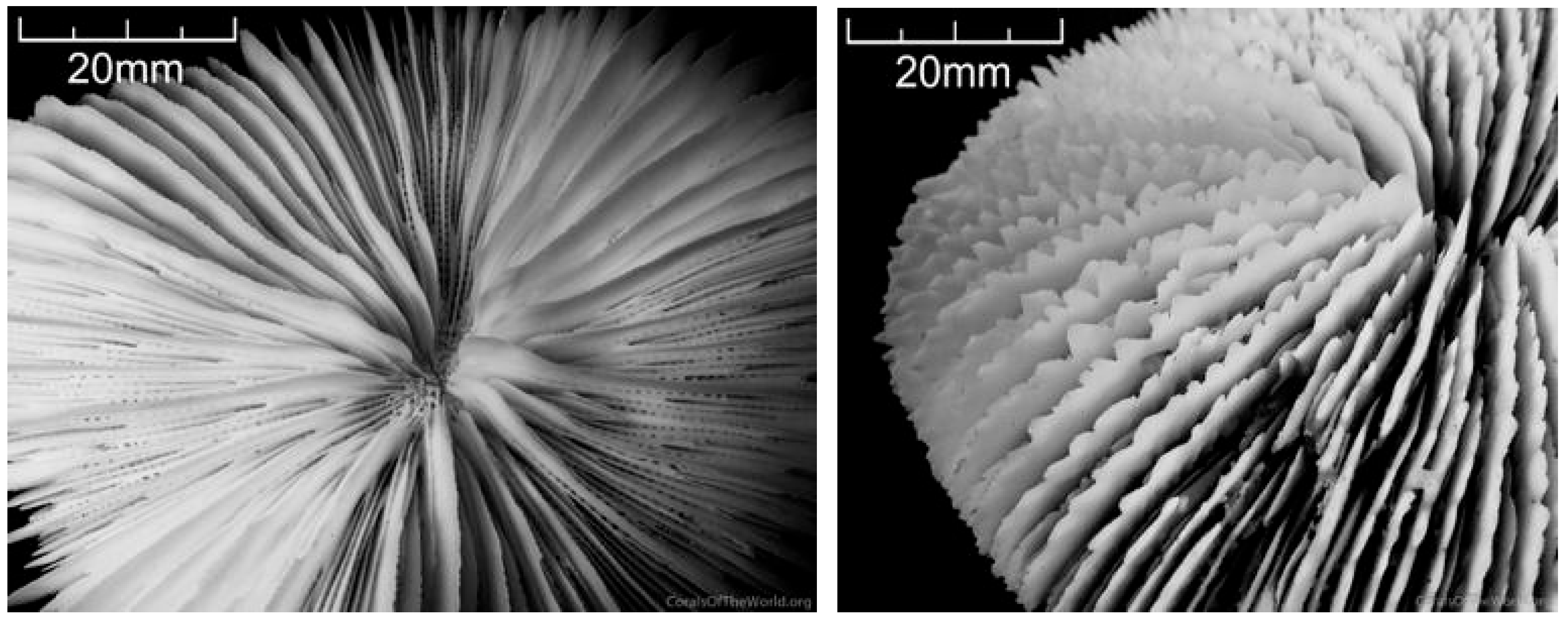 Diversity 17 00823 g033