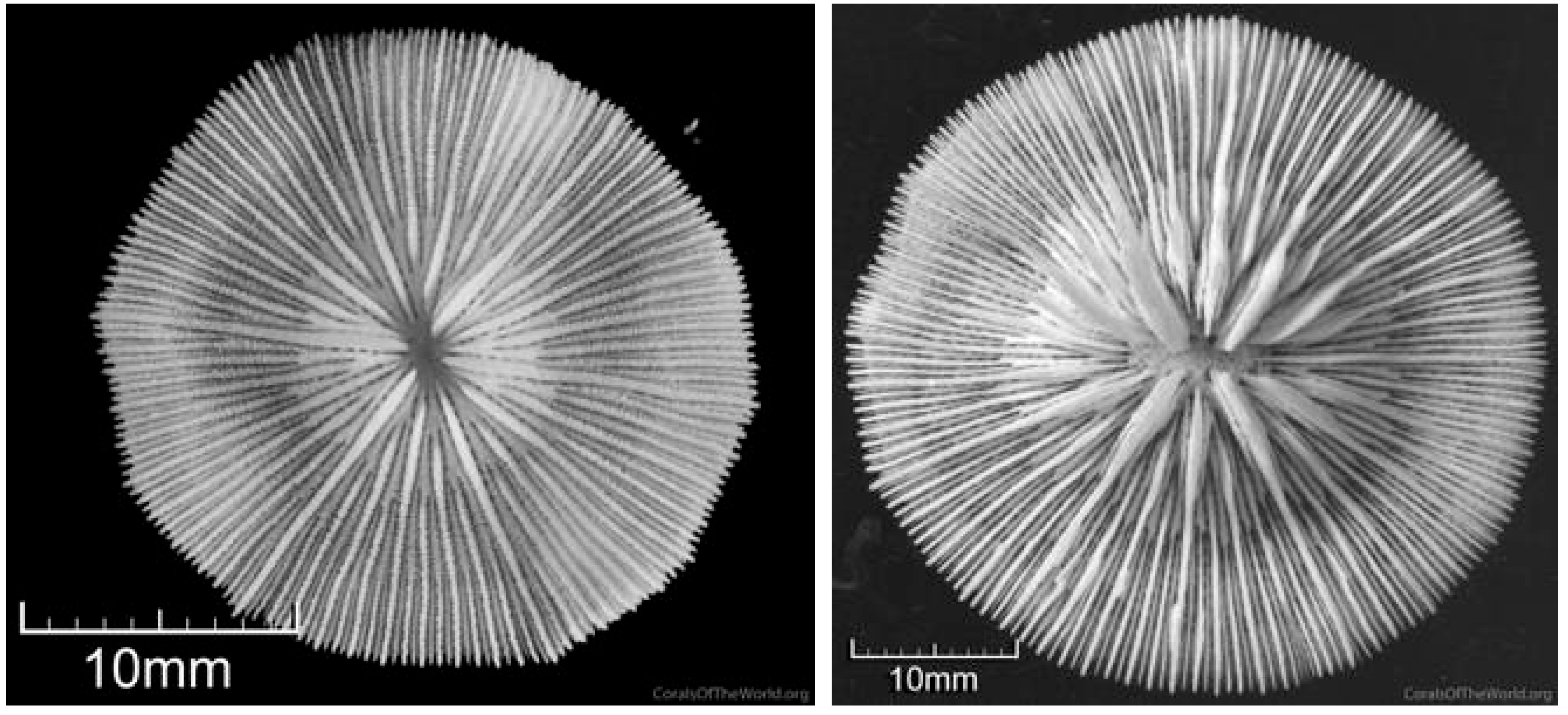 Diversity 17 00823 g034