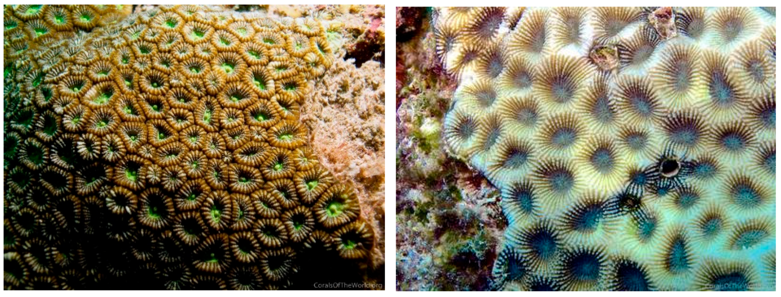 Diversity 17 00823 g035