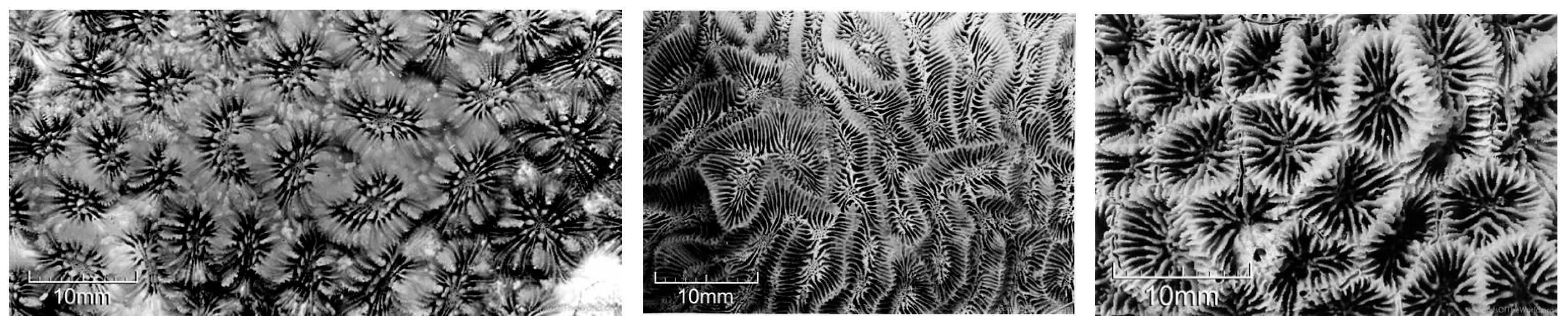 Diversity 17 00823 g036