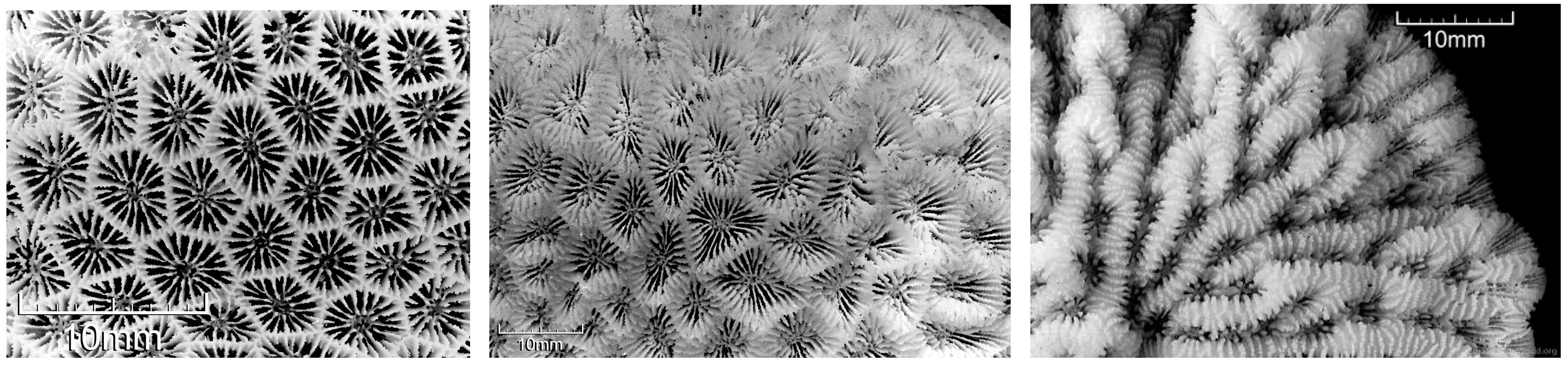 Diversity 17 00823 g037