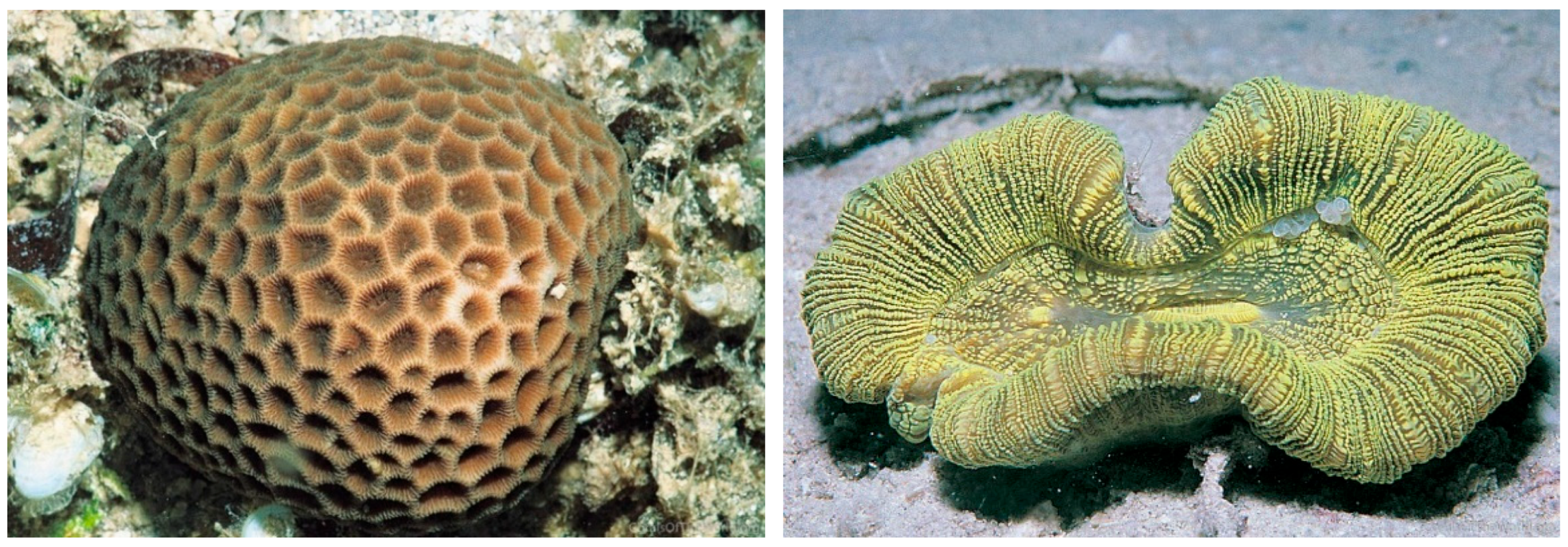 Diversity 17 00823 g038