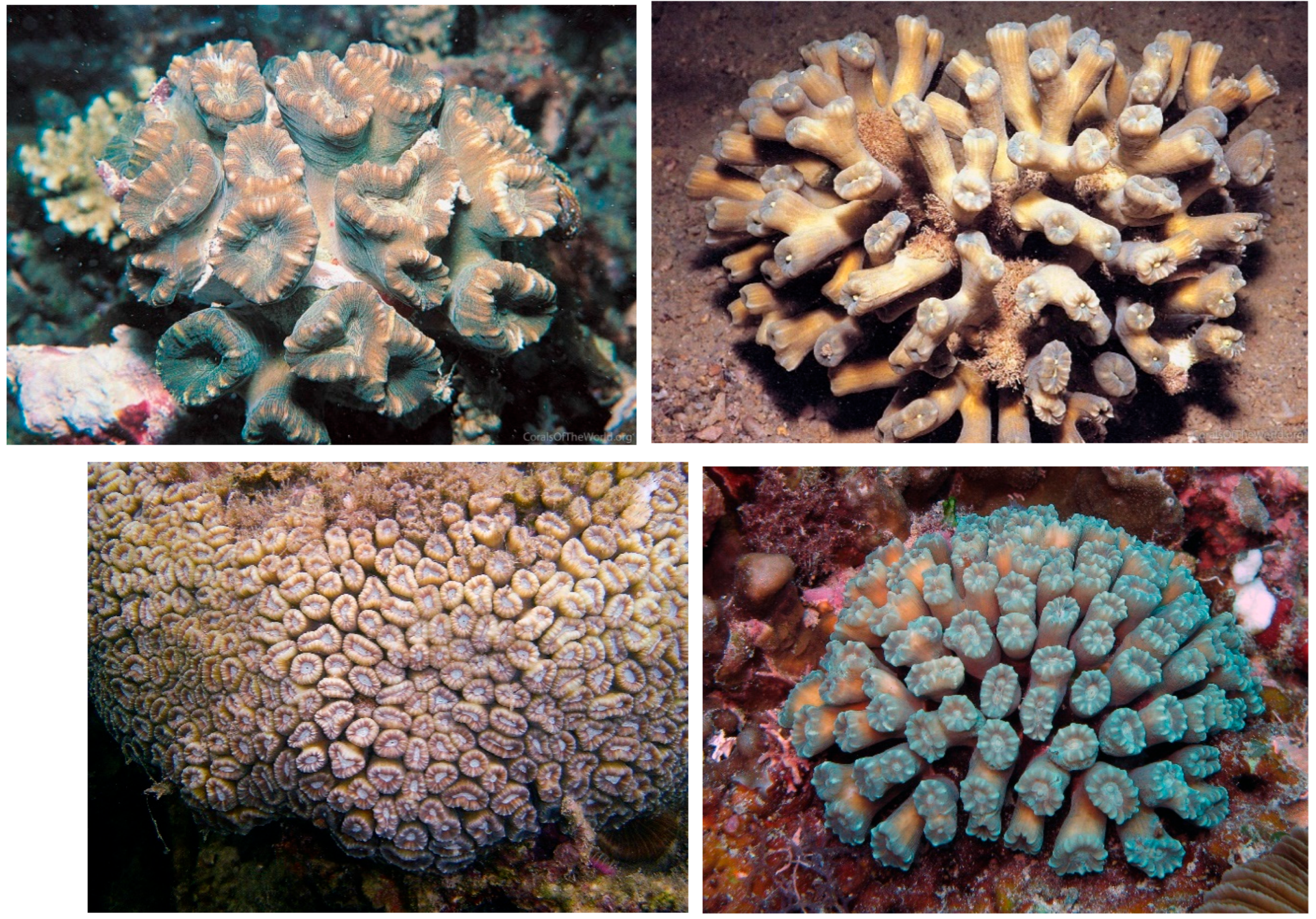 Diversity 17 00823 g039