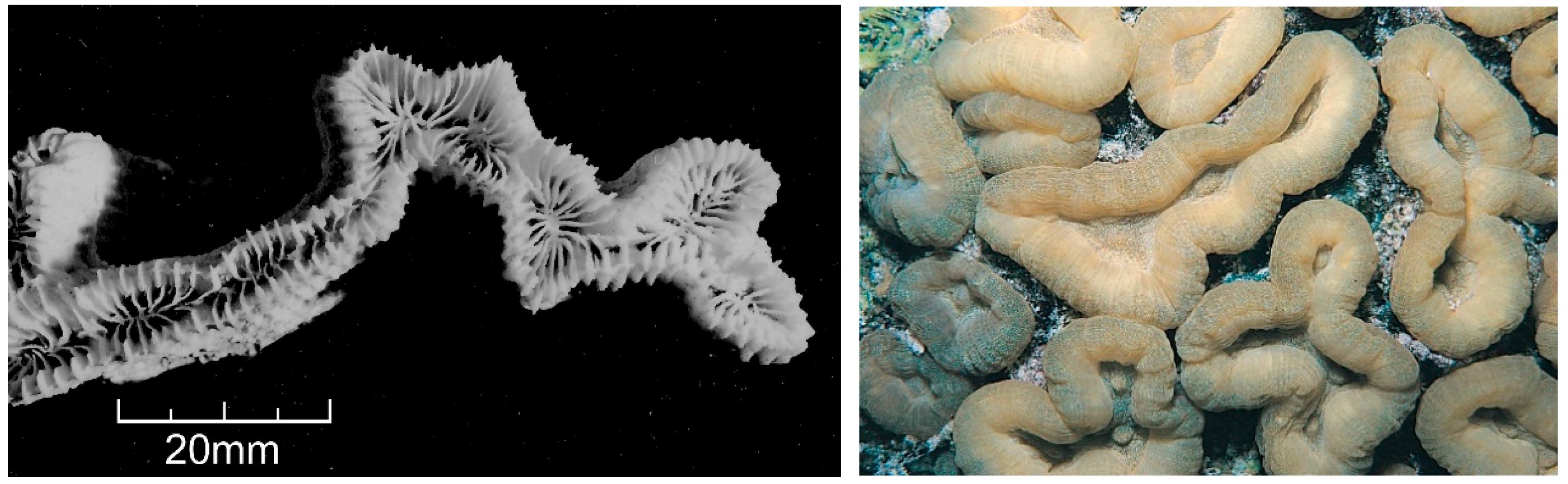 Diversity 17 00823 g040