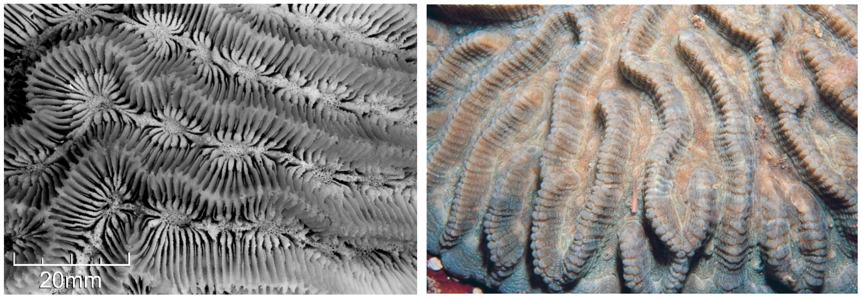 Diversity 17 00823 g041